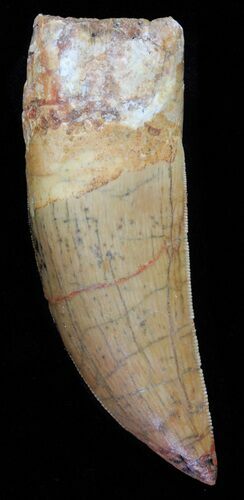 Serrated Carcharodontosaurus Tooth - Large Tooth #63644